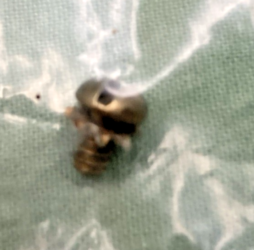 NEW REPLACES HARLEY DAVIDSON 27396-71 SCREW, W/LOCKWASHER, CARB