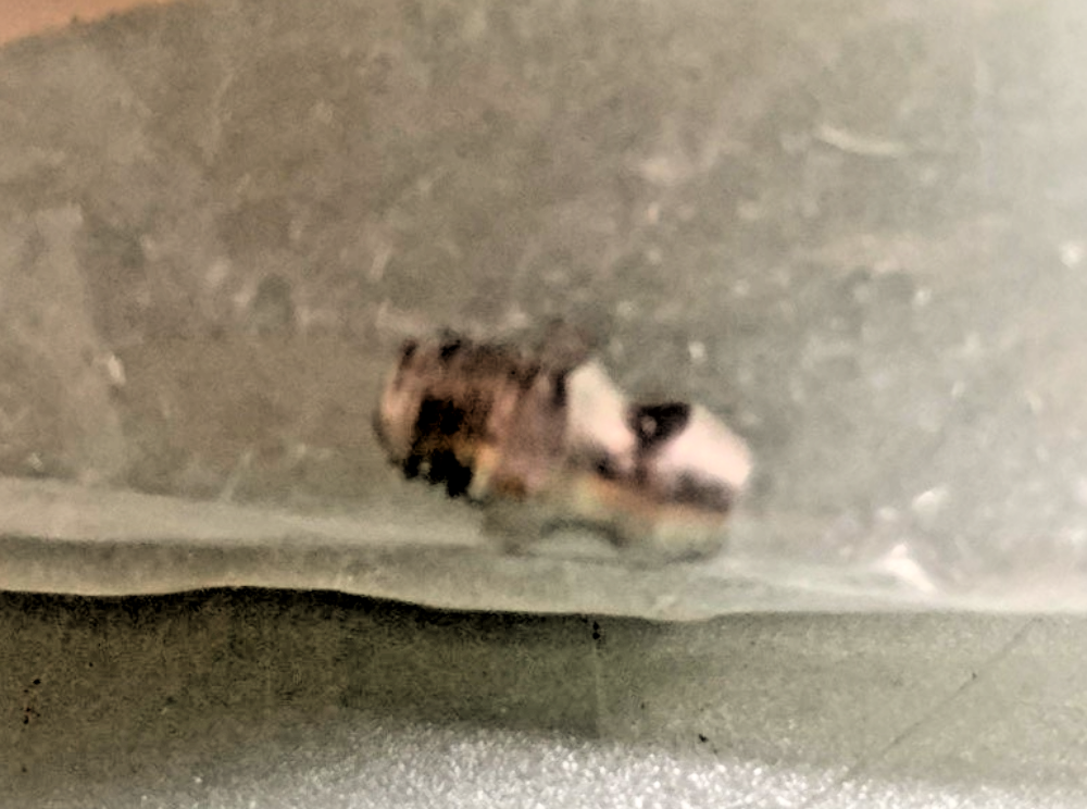 NEW GENUINE POLARIS 7080629 FITTING, LUBRICATION