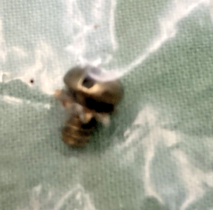 NEW REPLACES HARLEY DAVIDSON 27396-71 SCREW, W/LOCKWASHER, CARB